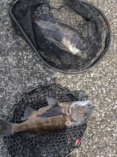 広島敷石チニング〜触角フック無双〜