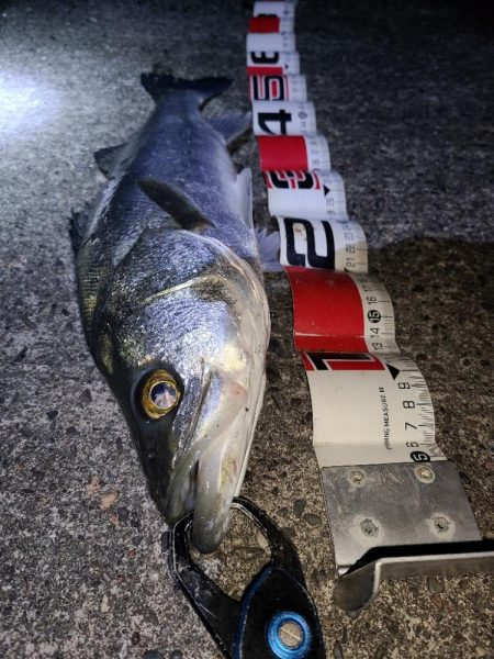 極寒フィッシングあれこれ。