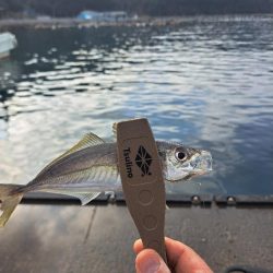 久しぶりの入れ食い