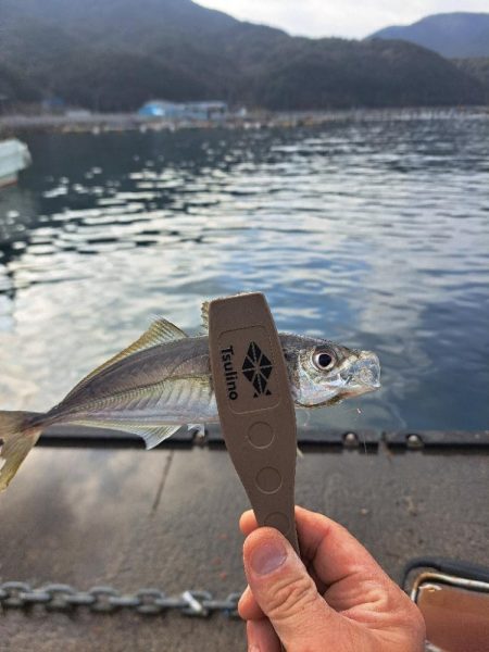 久しぶりの入れ食い