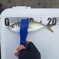 吹雪でも釣れる