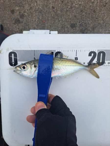 吹雪でも釣れる