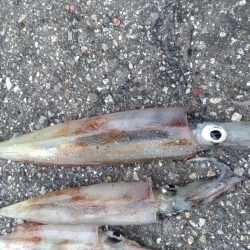 今シーズン初ヤリイカ　3杯！