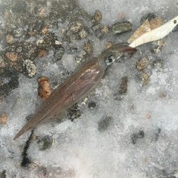 ヤリイカ　ケンサキ（お）