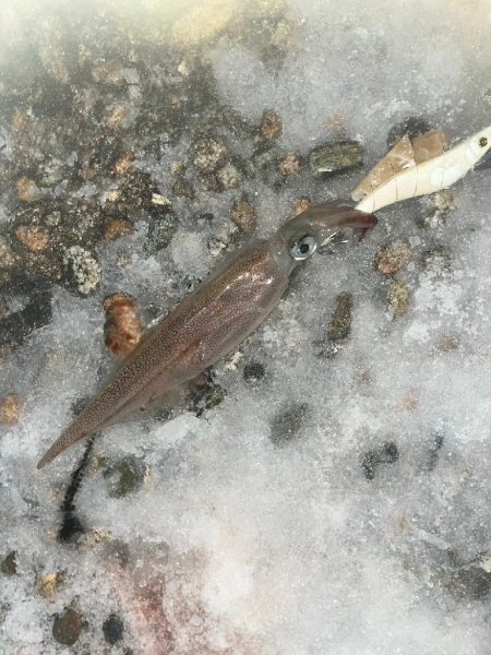 ヤリイカ　ケンサキ（お）