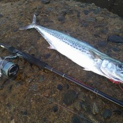 数カ月ぶりの釣果