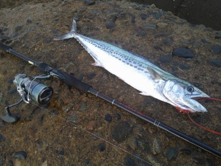 数カ月ぶりの釣果