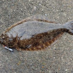 フラットフィッシュ狙い🎣