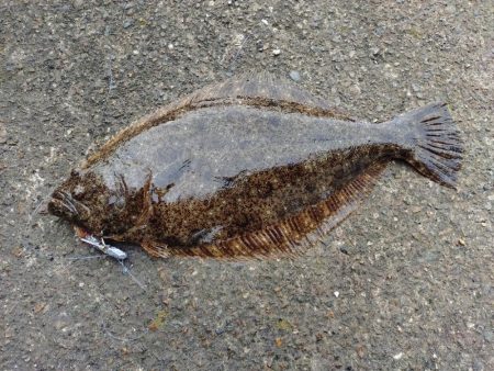 フラットフィッシュ狙い🎣