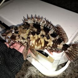 でかいアイナメを求めて