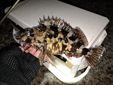 でかいアイナメを求めて