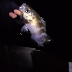 癒し、、、否、極寒のメバル