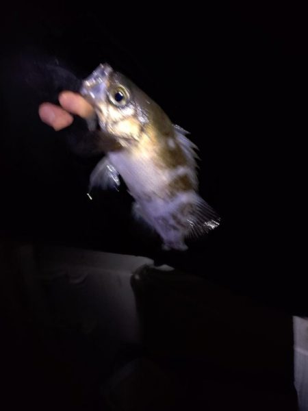 癒し、、、否、極寒のメバル