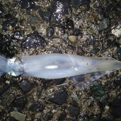 ヤリイカエギング