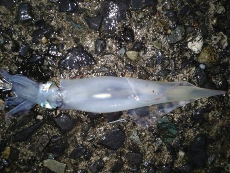 ヤリイカエギング