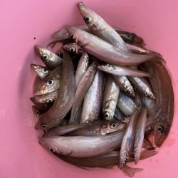 真冬のサーフでキス釣りしてきました