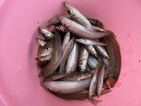 真冬のサーフでキス釣りしてきました