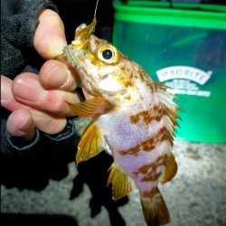 鯵道5G_72Hでフロートアジングに初挑戦