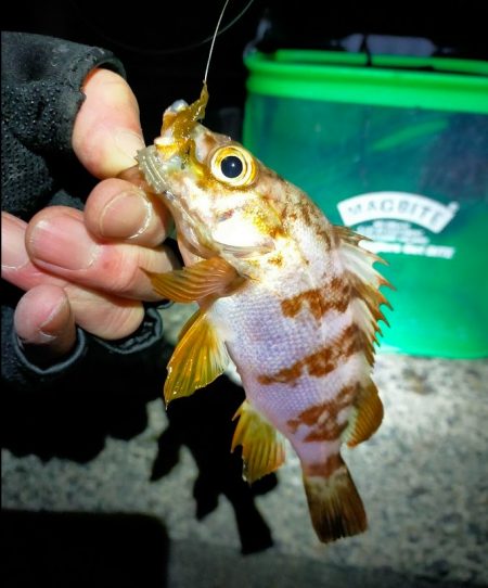 鯵道5G_72Hでフロートアジングに初挑戦…