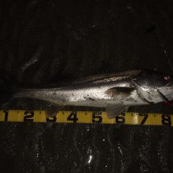 今年初シーバス釣行で…