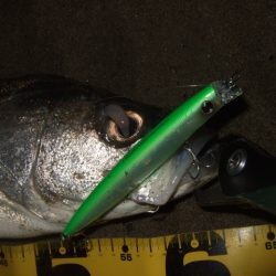 ボラが増えてきた