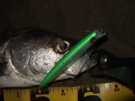 ボラが増えてきた