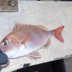 メバルサビキ第2戦