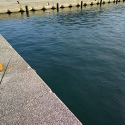 コウイカエギングえ