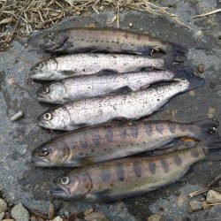 寒すぎて釣れない