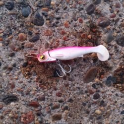 今年初めての釣果です フッコ2匹