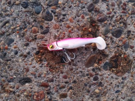 今年初めての釣果です フッコ2匹