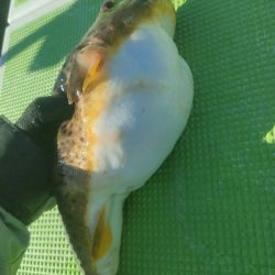 カットウフグ☆えさ政より