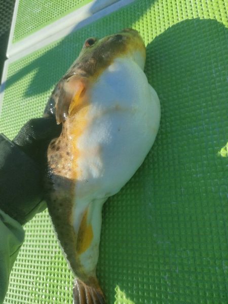 カットウフグ☆えさ政より