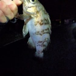 今年初のサゴシ