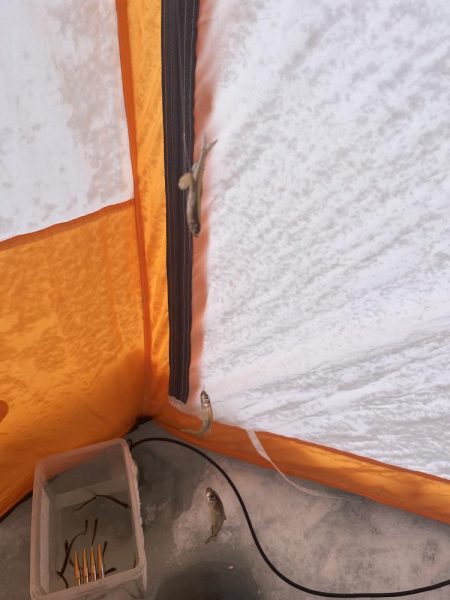 秋元湖氷上ワカサギ