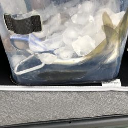 当たりポツポツ