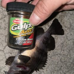 今年初のメバリング