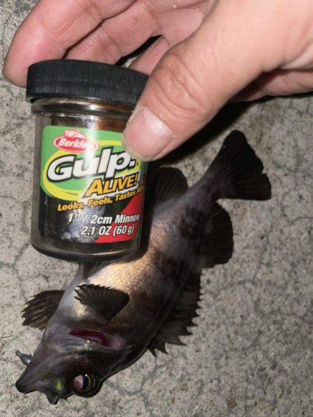 今年初のメバリング