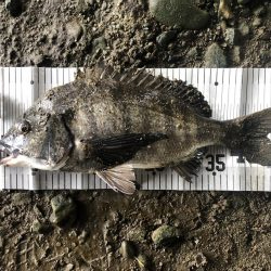 イチノ兄弟、釣果!