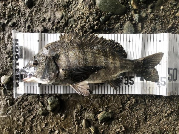 イチノ兄弟、釣果!