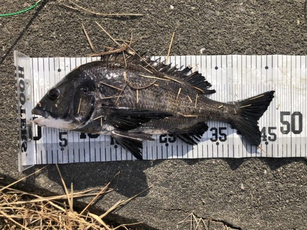 イチノ兄弟、釣果！