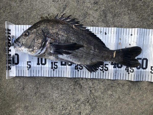 イチノ兄弟、釣果！