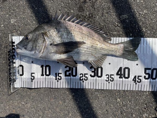 イチノ兄弟、釣果！