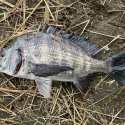 イチノ兄弟、釣果!