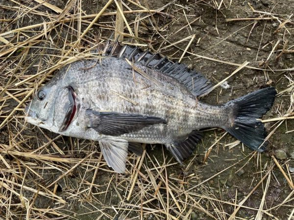 イチノ兄弟、釣果!