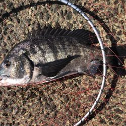 イチノ兄弟、釣果!