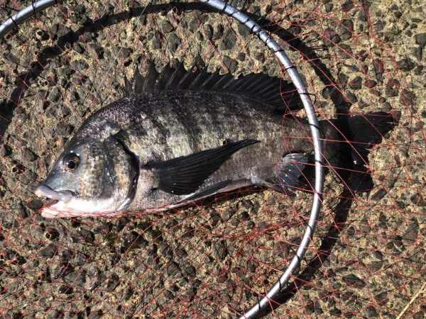 イチノ兄弟、釣果!