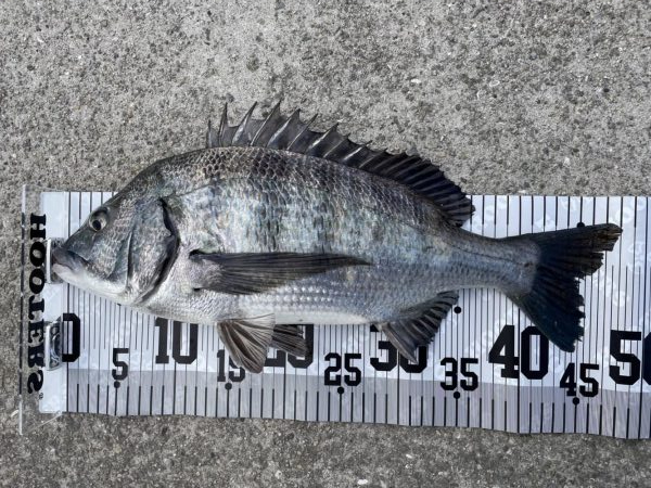 イチノ兄弟、釣果!