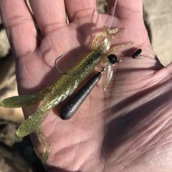 デイチニング始動