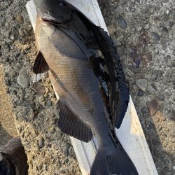 和歌山市江（吉丸渡船）でグレ釣り